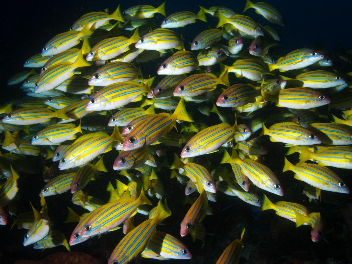 Blue Bay Divers Likupang Bangka Exterior foto